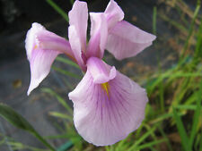Iris laevigata rose gebraucht kaufen  Schmidmühlen