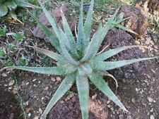Semi aloe esculenta usato  Trappeto