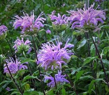 Plug plants bergamot for sale  BANBRIDGE