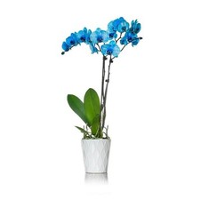 Blue watercolor orchid for sale  Miami
