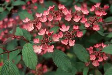 Viburnum plicatum pink for sale  CRANBROOK