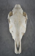 Real horse skull for sale  Castle Rock