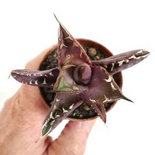 Agave titanota squalo usato  Napoli