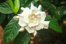 Semi gardenia jasminoides usato  Trappeto
