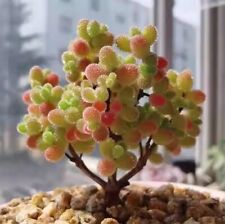 Sale2191 drosanthemum floribun gebraucht kaufen  Dettingen an der Erms