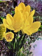 Sternbergia crocus automne d'occasion  Nogent-sur-Vernisson