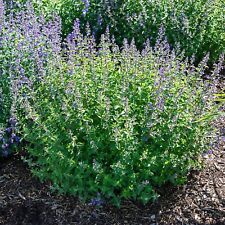 Catnip nepeta cataria for sale  DERBY