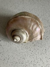Large turbo marmoratus for sale  LAMPETER
