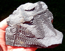 Fern fossil lyginopteris for sale  Birmingham