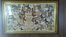 Vintage framed butterfly for sale  Lehighton