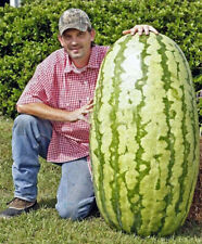 Semi anguria gigante usato  Italia