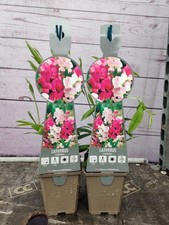 Lathyrus latifolius 9cm for sale  HARLOW