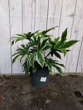 Fatsia spiders web for sale  HARLOW