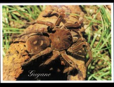 Faune araignee mygale d'occasion  Baugy