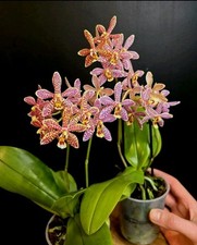 Phalaenopsis spider beautiful for sale  NOTTINGHAM