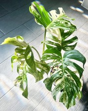 Monstera albo pot for sale  Wildomar