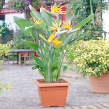 Strelitzia indoor house for sale  UK