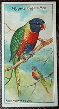 Blue mountain lory for sale  DERBY