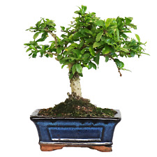 Bonsai carmona bonsai usato  Agliana