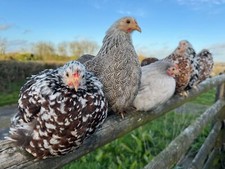 Six pekin bantam for sale  HOLSWORTHY