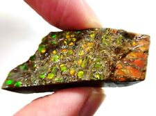 4.2 fossil ammolite for sale  Arlington