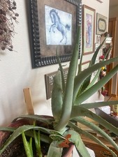 Large healthy aloe for sale  Boyceville