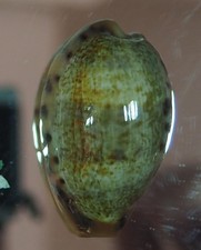 Cypraea caurica masiriensis usato  Italia