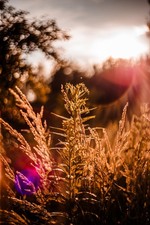 Carl Zeiss Jena DDR MC Pancolar 50mm f/1.8 M42 1.8/50 mocowanie Super obiektyw portretowy na sprzedaż Carl Zeiss Jena DDR MC Pancolar 50mm f/1.8 M42 1.8/50 mocowanie Super obiektyw portretowy na sprzedaż  PL