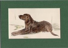 Lucy dawson labrador for sale  SPALDING