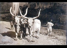 Rome cattle carriage d'occasion  Expédié en Belgium