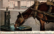 Postcard horse drinking for sale  Dunellen