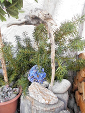 Skulptur schwemmholz treibholz gebraucht kaufen Skulptur schwemmholz treibholz gebraucht kaufen  Riedering