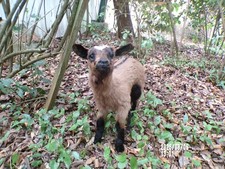 New agneau lamb d'occasion  France