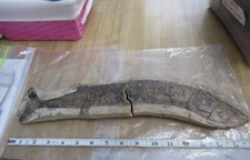 Vinctifer comptoni fossil for sale  Augusta