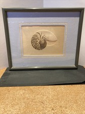 Framed nautilus shell for sale Framed nautilus shell for sale  Missouri City