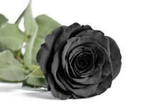 Semillas de Rosa Rosal NEGRA BLACK ROSE SEEDS flor color colour iphone sony  comprar usado  Enviando para Brazil