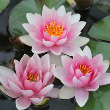 Nymphaea mrs richmond for sale  SKEGNESS
