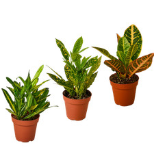 Croton variety pack for sale  Old Town