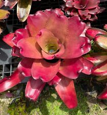 Neoregelia vitus bromeliad for sale  USA