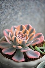Echeveria Ruyonii diâmetro variegado 6cm , usado comprar usado  Enviando para Brazil