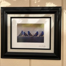 Bird wildlife photographed for sale  San Diego
