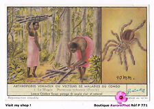 Diseases congo mygale d'occasion  Expédié en Belgium