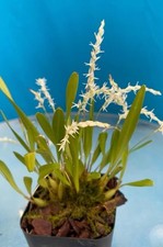 Coelogyne pumila aka for sale  San Francisco