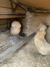Silkie polish possible for sale  NEWTON AYCLIFFE