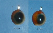 Oeil shiva opercule d'occasion Oeil shiva opercule d'occasion  Sanary-sur-Mer