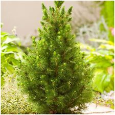 Dwarf conifer picea for sale  PRESTON