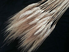100 spighe grano usato  San Vito dei Normanni