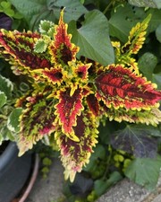 Mega paket verschidene gebraucht kaufen  Neuss