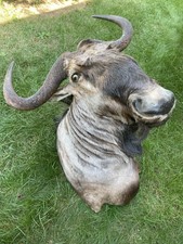 African blue wildebeast for sale  Litchfield