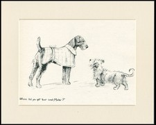 Airedale skye terrier for sale  COLEFORD